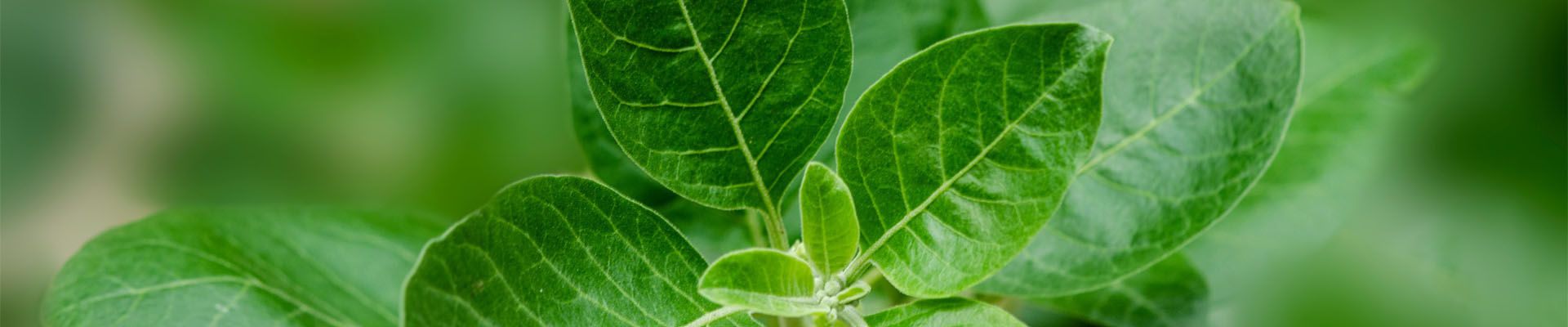 services banner image